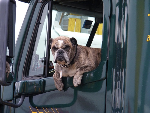 Dog Seat Covers for Bench Back Seat / Front Bucket Seats