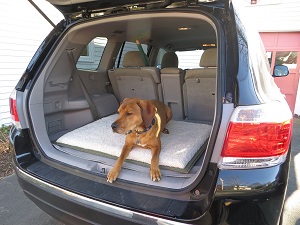 Sandy Pooch Self Inflating Travel Dog Bed for Pet